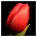 Tulip 008